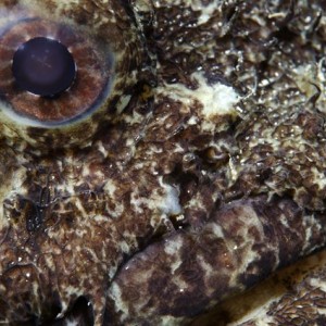 Large Eye Toadfish