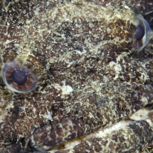 Large Eye Toadfish