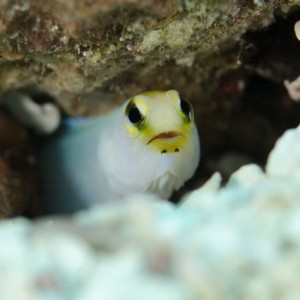 Yellowhead Jawfish