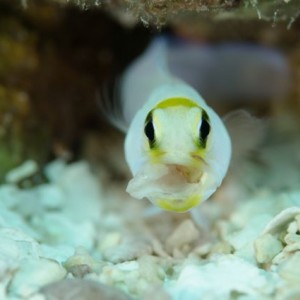 Yellowhead Jawfish cleaning house