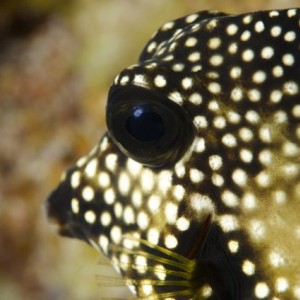 Smooth Trunkfish