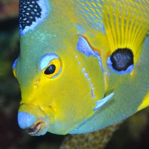 Queen Angelfish