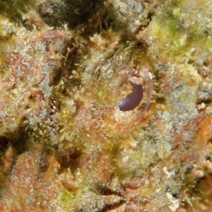 Scorpionfish