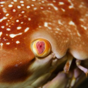 Batwing Coral Crab