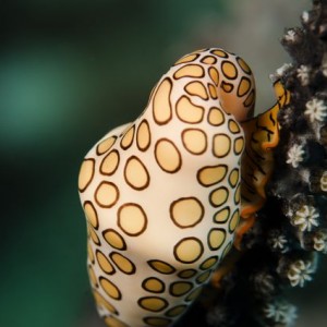 Flamingo Tongue