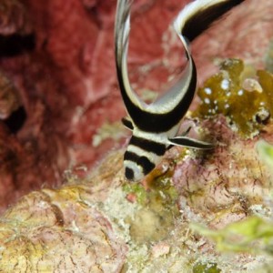 Spotted Drum Juvenile