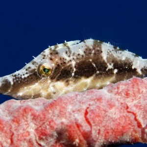 Slender Filefish