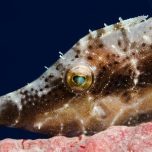 Slender Filefish