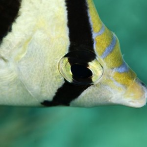 Banded Butterflyfish