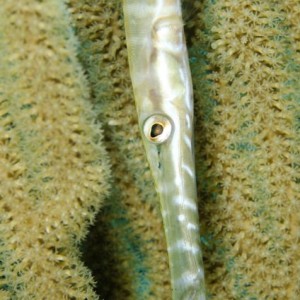 Trumpetfish trying to hide