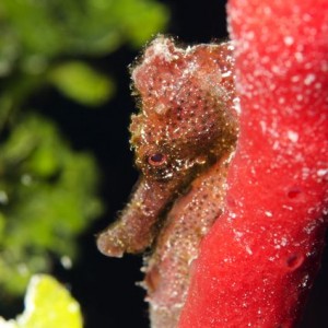 Very Shy Red Seahorse