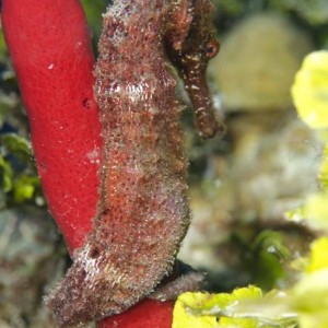 Red Seahorse