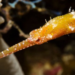 Pipefish