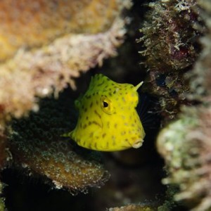 Juvenile Honeycomb Cowfish