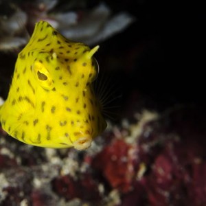 Juvenile Honeycomb Cowfish