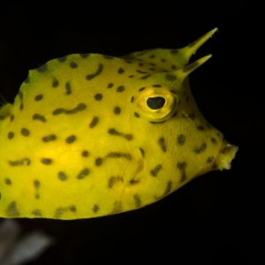 Juvenile Honeycomb Cowfish