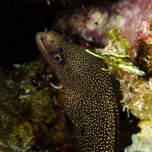 Goldentail Moray