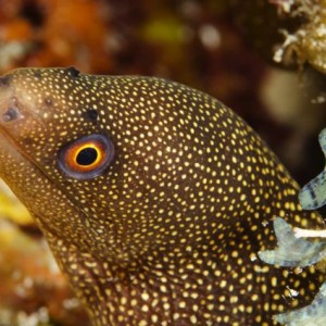 Goldentail Moray