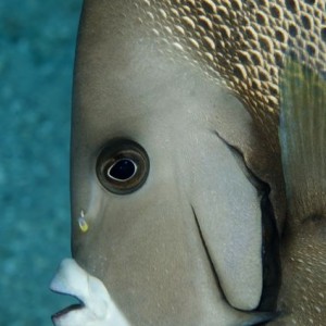 Gray Angelfish