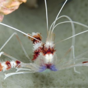 Banded Coral Shrimp