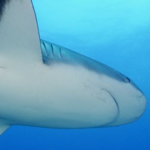 Caribbean Reef Shark