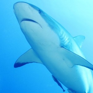 Caribbean Reef Shark