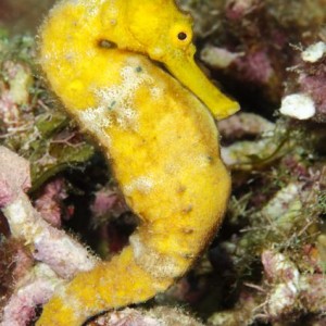 Yellow Seahorse