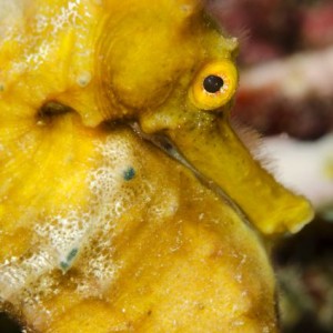 Yellow Seahorse