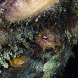 Octopus hiding out in some Elkhorn Coral