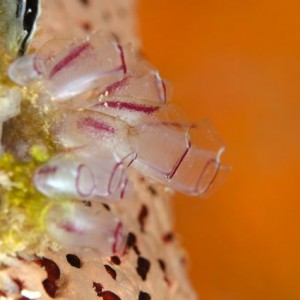 Tunicates