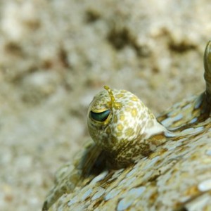 Flounder Eyes