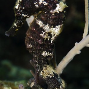 Black & White Seahorse