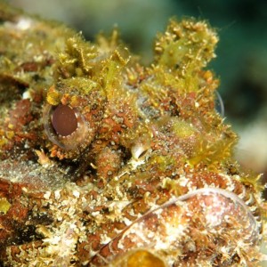 Scorpionfish