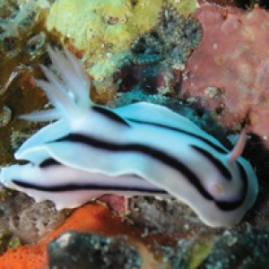 Diving In Cairns,Cairns Padi Course, cairns Liveaboard reef trips