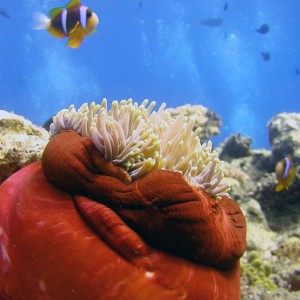 Diving In Cairns,Cairns Padi Course, cairns Liveaboard reef trips