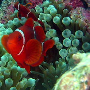 Diving In Cairns,Cairns Padi Course, cairns Liveaboard reef trips