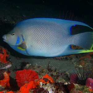 angelfish_2011_06_22