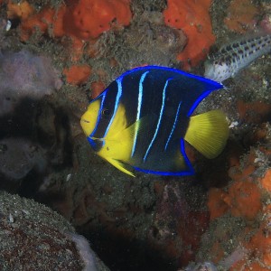 angelfish_2011_06_23