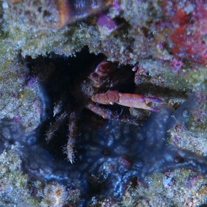 crab_2011_06_21