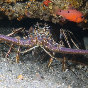 lobster_2011_06_21