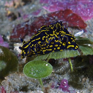 nudi_2011_06_21