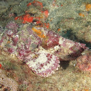 scorpionfish0901