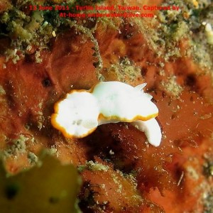 N/E coast - Taiwan