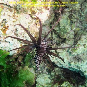 N/E coast Taiwan