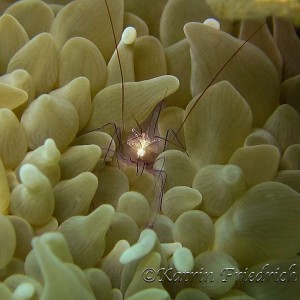 Bubble coral shrimp