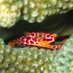 Red spotted hard coral crab