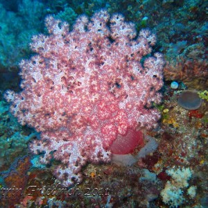 Pink soft corals