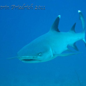 Whitetip reef shark