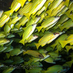 Bluestriped snappers