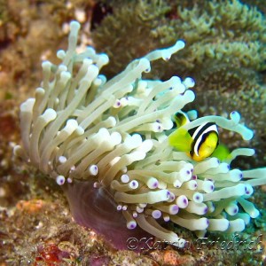 Clark's anemone fish